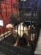 American Bulldog Puppies for sale in Haltom City, TX, USA. price: NA