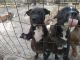 American Bulldog Puppies for sale in Silver Springs, FL, USA. price: $200