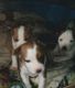 American Bulldog Puppies for sale in Lowry City, MO 64763, USA. price: NA