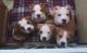 American Bulldog Puppies for sale in Phoenix, AZ 85031, USA. price: $300