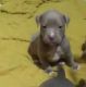American Bulldog Puppies for sale in Dallas, GA, USA. price: NA
