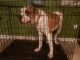 American Bulldog Puppies for sale in Menifee, CA, USA. price: NA