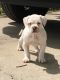American Bulldog Puppies for sale in Springfield, MO, USA. price: NA