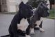 American Bulldog Puppies for sale in Felder Ave, Montgomery, AL, USA. price: NA