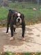 American Bulldog Puppies for sale in Lansing, IL, USA. price: NA