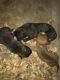 American Bulldog Puppies for sale in Dallas, TX 75232, USA. price: NA
