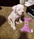 American Bulldog Puppies for sale in Arvada, CO, USA. price: NA
