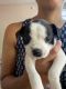 American Bulldog Puppies for sale in Steele Creek, Charlotte, NC, USA. price: $450
