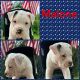 American Bulldog Puppies