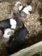 American Bulldog Puppies for sale in Barbourville, KY, USA. price: $900