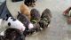 American Bulldog Puppies for sale in Mohawk, TN 37810, USA. price: NA