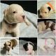American Bulldog Puppies for sale in 4126 E 150th St, Cleveland, OH 44128, USA. price: NA