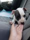 American Bulldog Puppies for sale in Columbia Heights, MN 55421, USA. price: NA