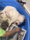American Bulldog Puppies for sale in Hialeah, FL, USA. price: $700