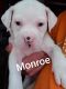 American Bulldog Puppies for sale in Spring Hill, TN, USA. price: NA