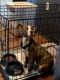 American Bulldog Puppies for sale in Hattiesburg, MS 39402, USA. price: $200
