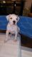 American Bulldog Puppies for sale in Kalamazoo, MI, USA. price: NA