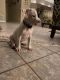 American Bulldog Puppies for sale in Pompano Beach, FL 33067, USA. price: $500