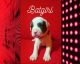 American Bulldog Puppies for sale in Loudon, TN 37774, USA. price: $500