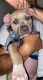 American Bulldog Puppies for sale in San Diego, CA 92154, USA. price: NA