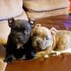 American Bulldog Puppies for sale in Seattle, WA, USA. price: $2,500