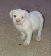 American Bulldog Puppies for sale in Buckeye, AZ, USA. price: $600