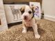 American Bulldog Puppies for sale in Pratt, KS 67124, USA. price: $600