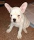 American Bulldog Puppies for sale in Reynoldsburg, OH, USA. price: NA