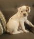 American Bulldog Puppies for sale in Memphis, TN, USA. price: NA