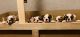 American Bulldog Puppies for sale in Silver City, NM 88061, USA. price: NA