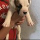 American Bulldog Puppies for sale in Miami, FL, USA. price: NA