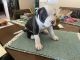 American Bulldog Puppies for sale in Corvin Ave, Florida 33954, USA. price: NA