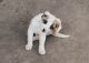 American Bulldog Puppies for sale in Decatur, GA 30030, USA. price: $250