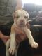 American Bulldog Puppies for sale in Tallahassee, FL, USA. price: NA
