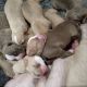 American Bulldog Puppies for sale in Virginia Beach, VA, USA. price: NA