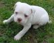 American Bulldog Puppies for sale in Florida Cl, Abuja, Nigeria. price: 1,000 NGN