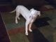 American Bulldog Puppies for sale in Theodore, AL 36582, USA. price: $800