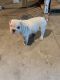 American Bulldog Puppies for sale in Sacramento, CA 95824, USA. price: $3,800