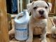 American Bulldog Puppies for sale in Hannibal, NY 13074, USA. price: NA