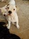 American Bulldog Puppies for sale in Huntsville, AL, USA. price: $400