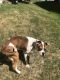 American Bulldog Puppies for sale in College Park, GA, USA. price: NA
