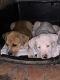 American Bulldog Puppies for sale in McKinney, TX, USA. price: NA