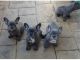 American Bulldog Puppies for sale in Michigan City, IN, USA. price: $700