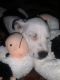 American Bulldog Puppies for sale in Brantley County, GA, USA. price: $200