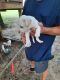 American Bulldog Puppies for sale in Hawkinsville, GA 31036, USA. price: NA