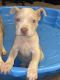 American Bulldog Puppies for sale in Odessa, TX, USA. price: NA