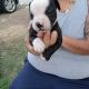 American Bulldog Puppies for sale in Azusa, CA, USA. price: NA
