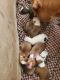 American Bulldog Puppies for sale in Thayer, MO 65791, USA. price: NA