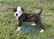 American Bulldog Puppies for sale in Jennings, LA 70546, USA. price: $500