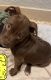 American Bully Puppies for sale in Holiday, FL, USA. price: $300
